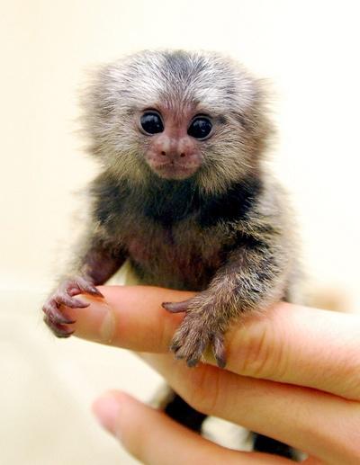 5 of the Most Unique Exotic Pets