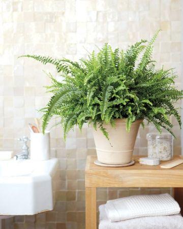 5 Splendid Reasons to Have Indoor Plants In Your Home