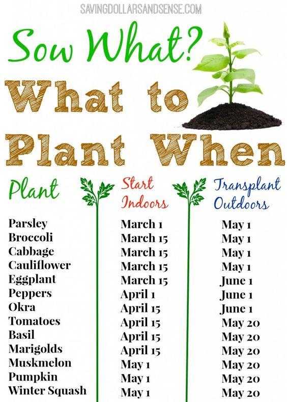 The 6 Most Common Gardening Mistakes