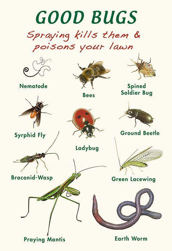 The 6 Most Common Gardening Mistakes