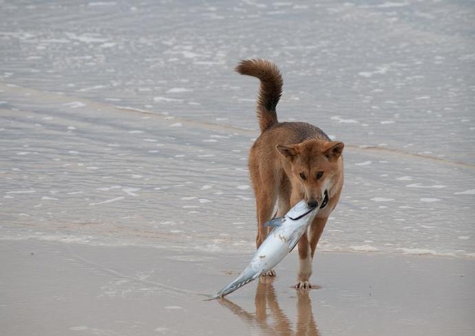 The Australian Dingo