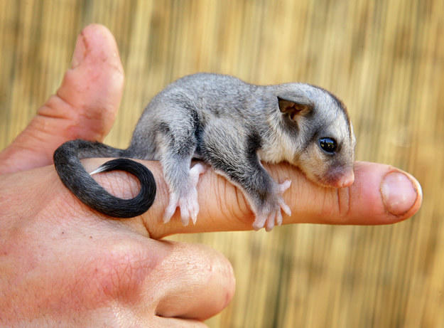 The Australian Sugar Glider