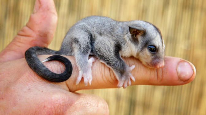 The Australian Sugar Glider