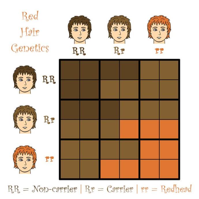 Know thy enemy well or A study of Gingers. (Could go either way.)
