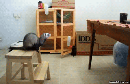 What Pet Is The Right Pet for You?