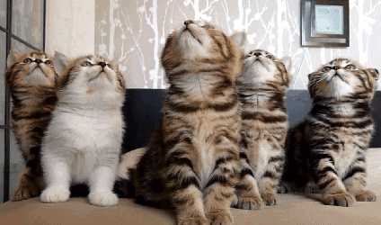 What Pet Is The Right Pet for You?