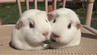What Pet Is The Right Pet for You?
