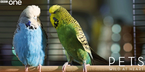 What Pet Is The Right Pet for You?