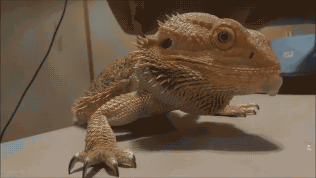 What Pet Is The Right Pet for You?