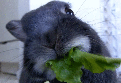 What Pet Is The Right Pet for You?