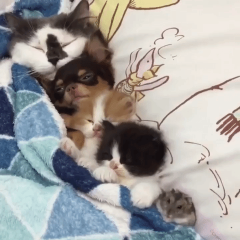What Pet Is The Right Pet for You?