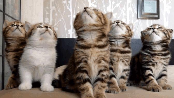 What Pet Is The Right Pet for You?