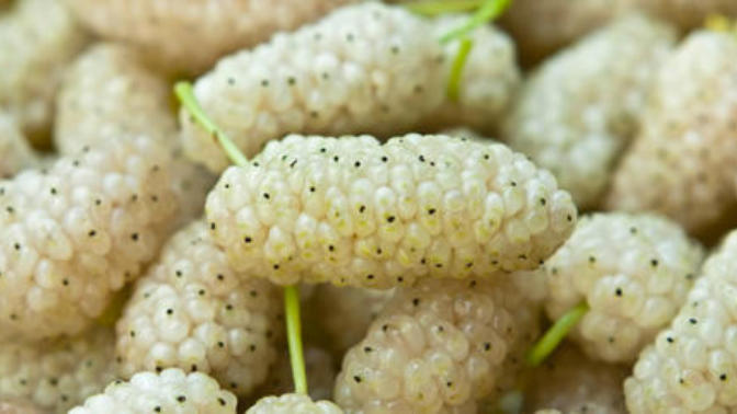 Great Food Sources for Vitamins and Minerals: The Healing Effect of Nature