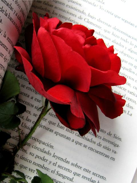 What Love Did To Me.