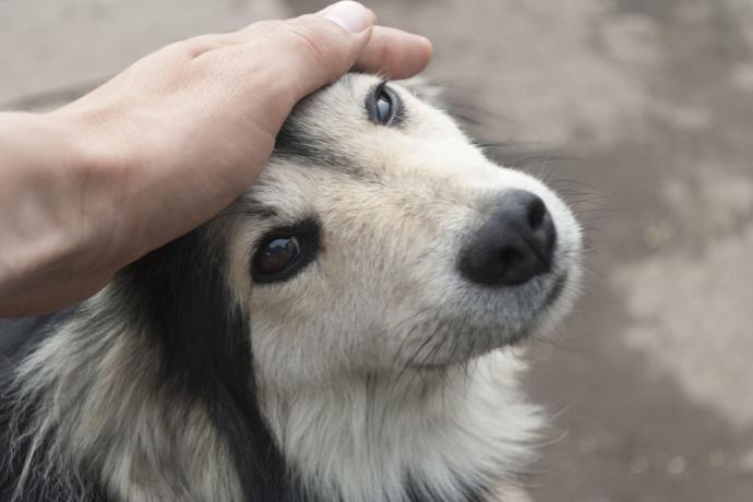 How to Pet a Dog