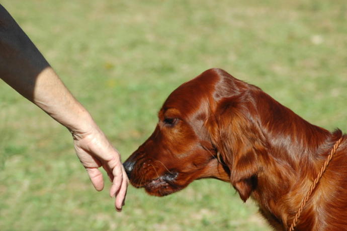How to Pet a Dog