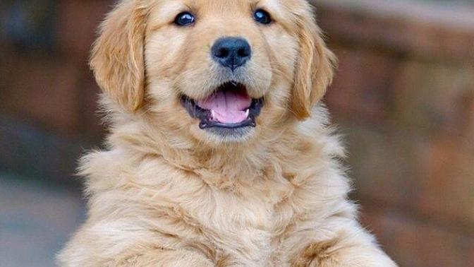 When A Dog Dies