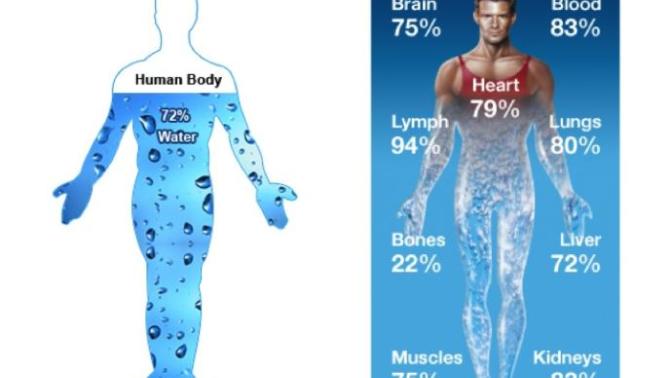 The Importance of Water in Your Diet Plan