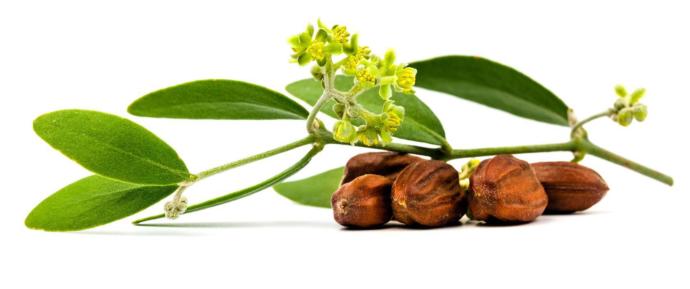 4 Oils To Apply To Your Hair That Will Fix All Of Your Hair Problems