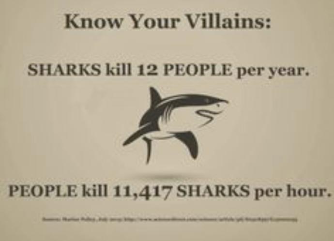 Swimming with Sharks: They Don't Want to Hurt Us