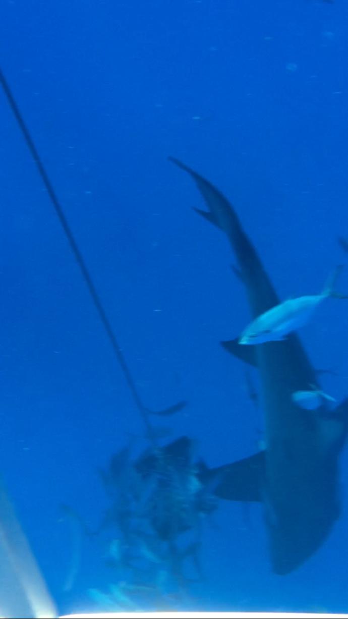 Swimming with Sharks: They Don't Want to Hurt Us