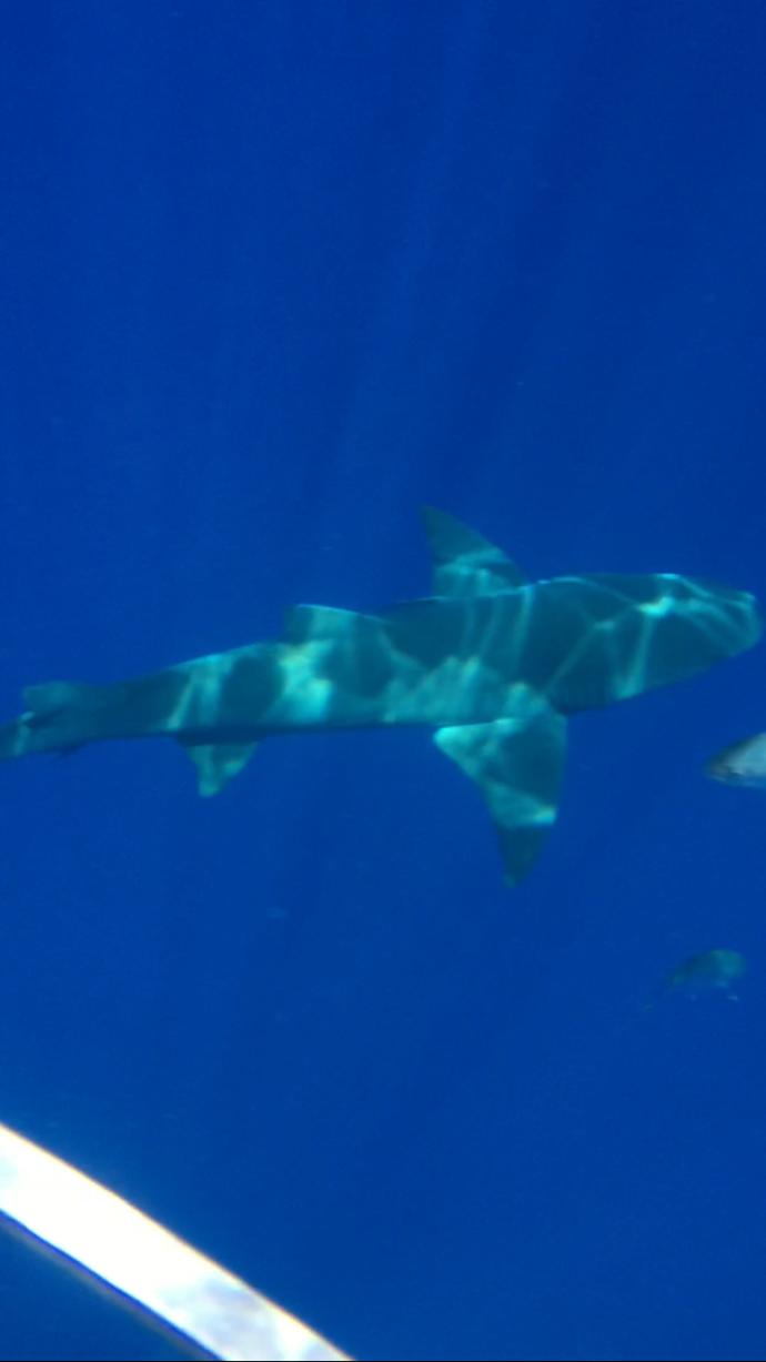 Swimming with Sharks: They Don't Want to Hurt Us