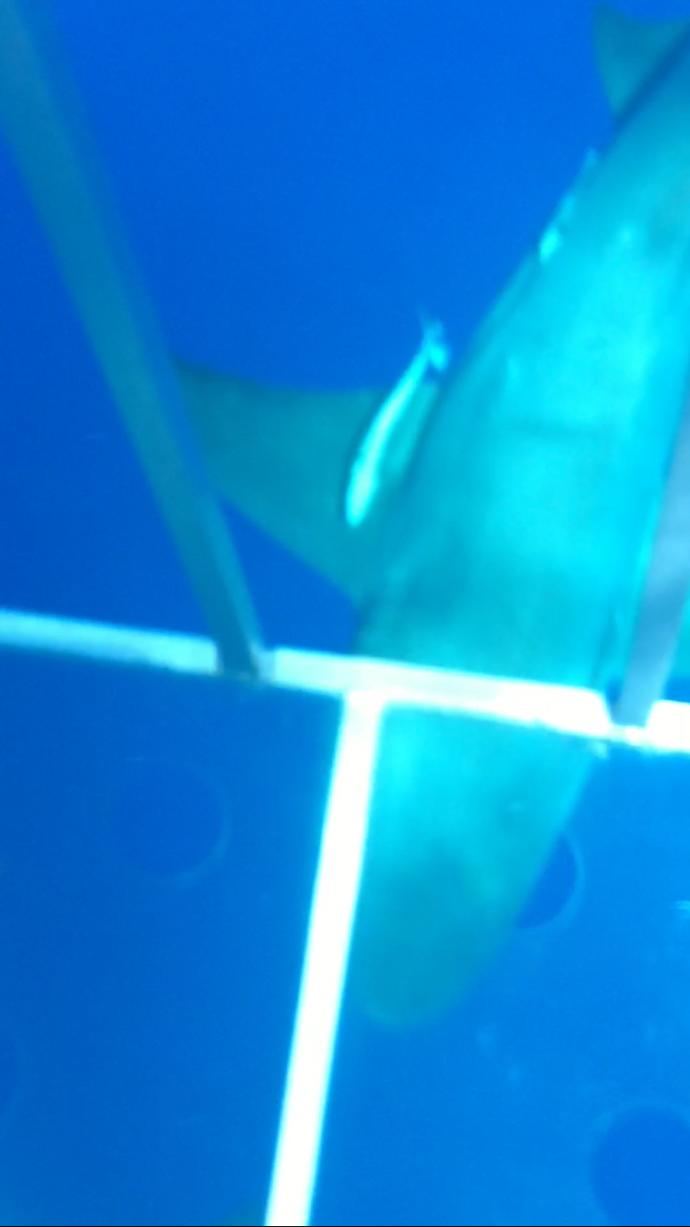 Swimming with Sharks: They Don't Want to Hurt Us