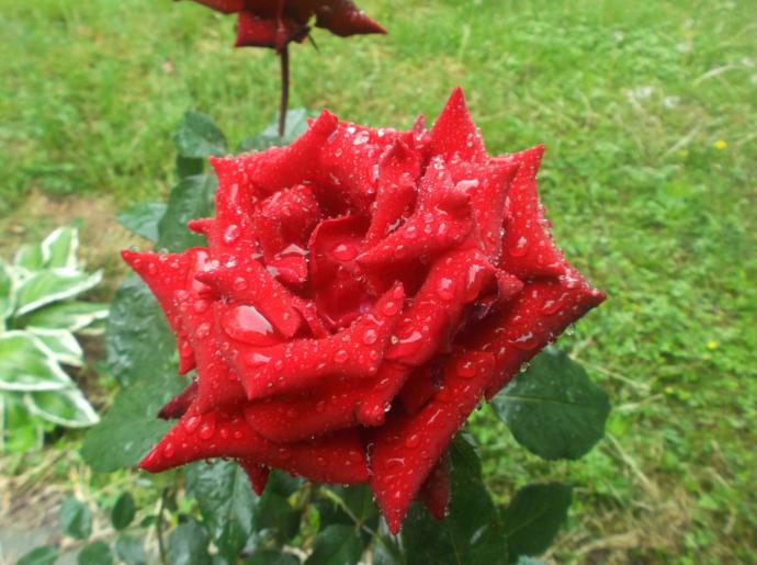 Symbolism Of Roses
