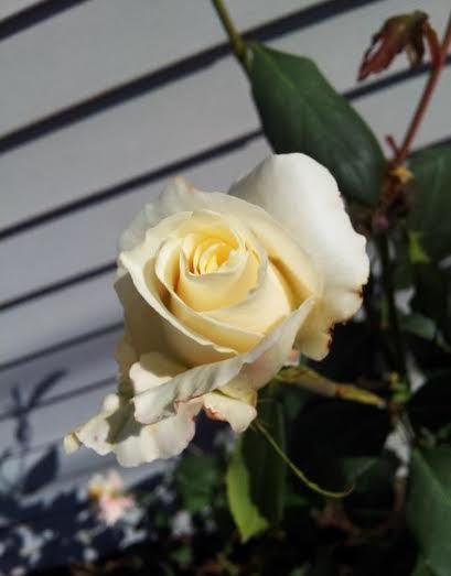 Symbolism Of Roses