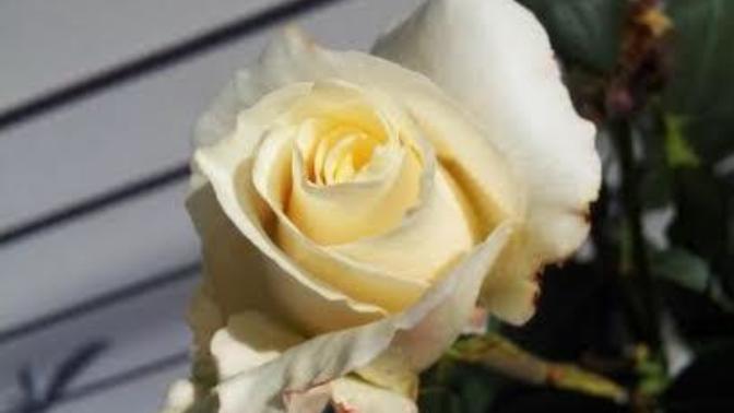 Symbolism Of Roses