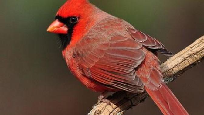 Cardinals Symbolism/Meaning