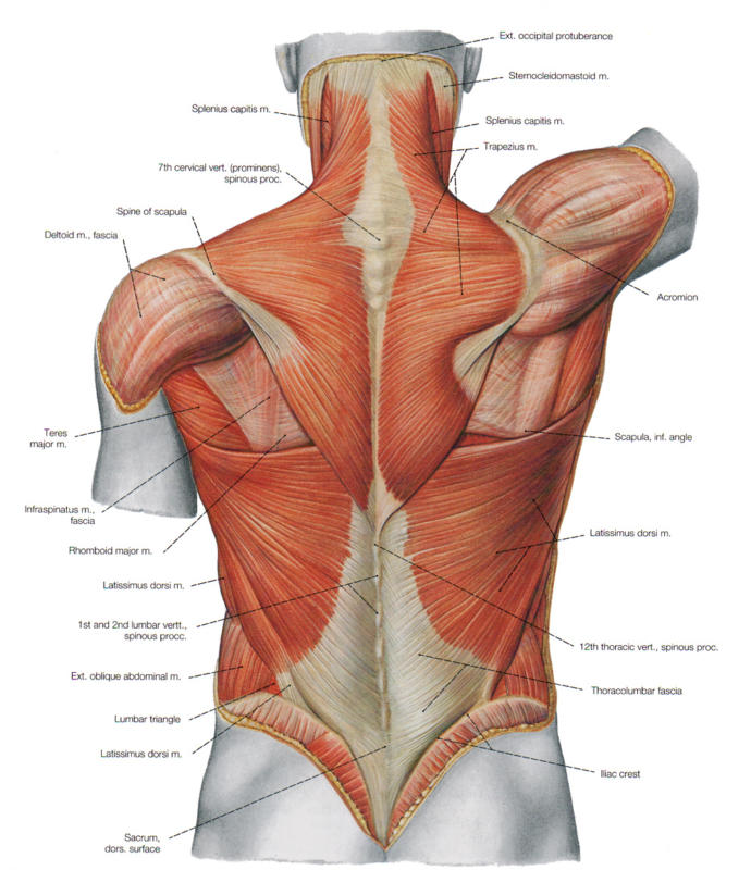 4 Reasons You Can't Stand Upright