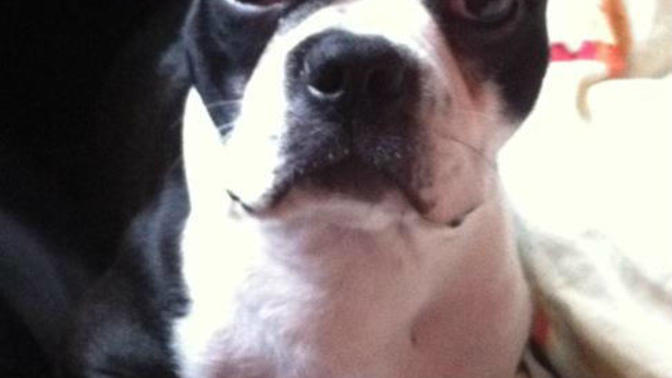 How to appropriately react when your house trained dog sh*ts in the house
