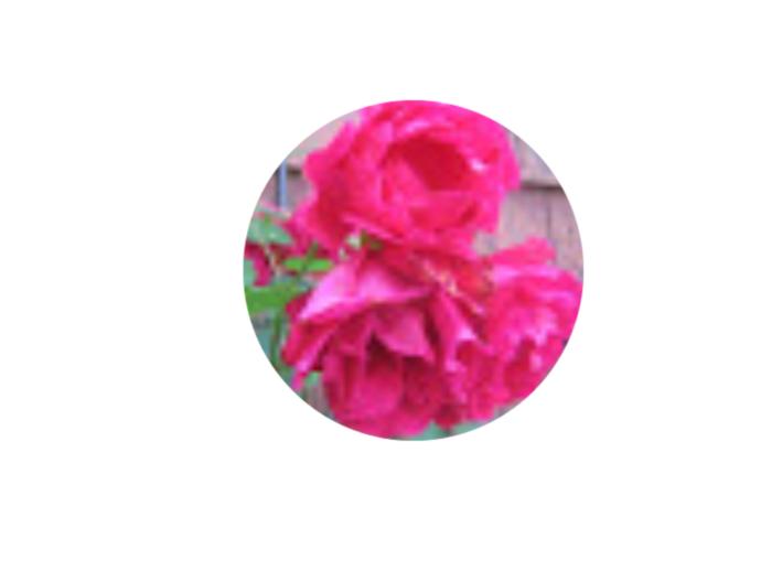 My 7 Favorite Flowers!