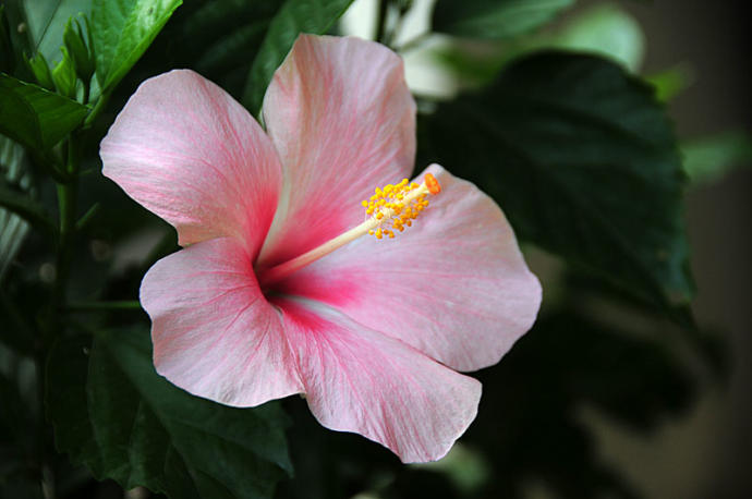 My 7 Favorite Flowers!