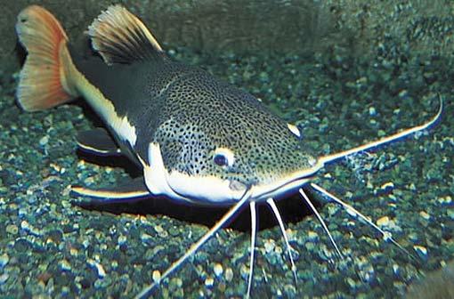How to catch a CATFISH!