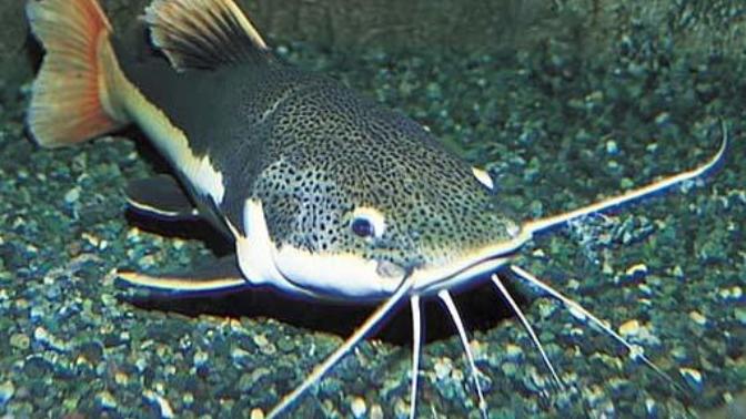 How to catch a CATFISH!
