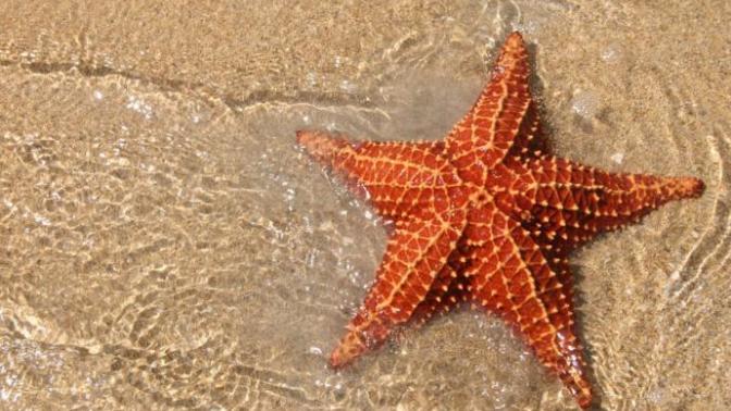 20 Interesting Facts About Fish