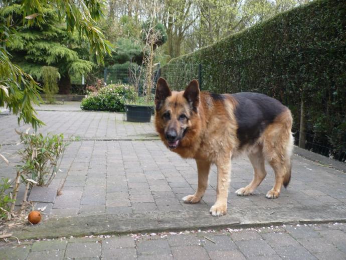 The last days of my dog's life