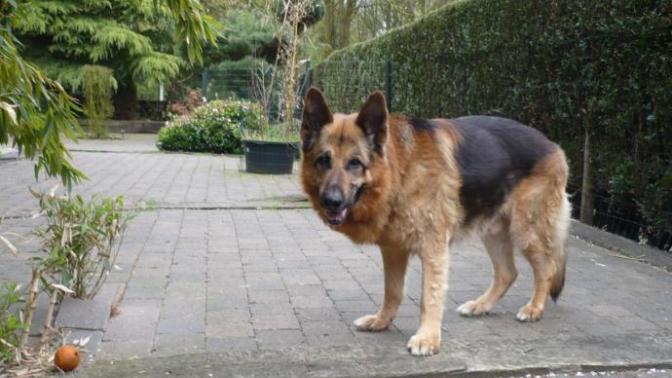 The Last Days of My Dog's Life