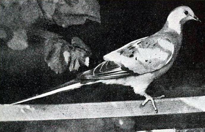 6 Fascinating Animals That Are Now Extinct