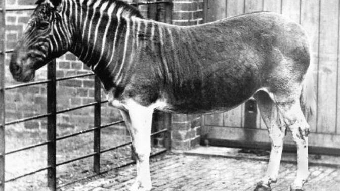6 Fascinating Animals That Are Now Extinct