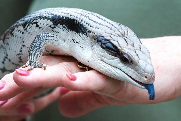 Animals That are Legal to Own in My State!