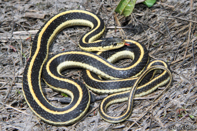 Animals That are Legal to Own in My State!