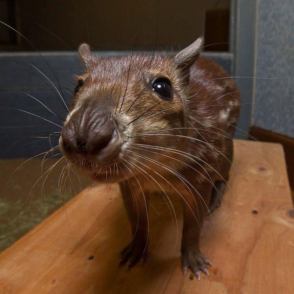 Animals That are Legal to Own in My State!
