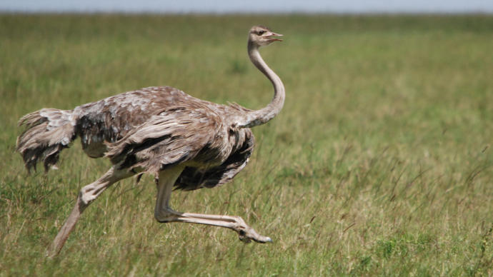 Animals That are Legal to Own in My State!
