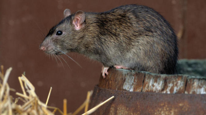 Animals That are Legal to Own in My State!