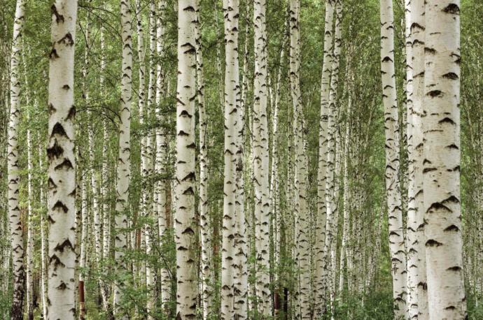 Trees! (With dedications to Gaggers)