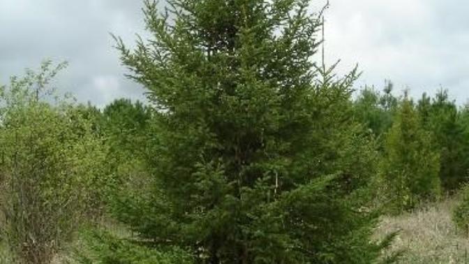 Trees! (With dedications to Gaggers)