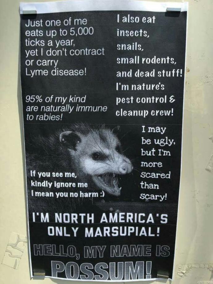 Opossums- they're not as bad as you think!